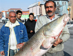 Oltaya dev balık takıldı